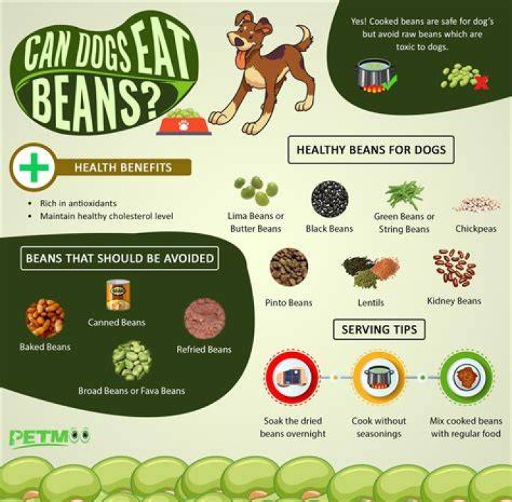 Can Dogs Eat Beans