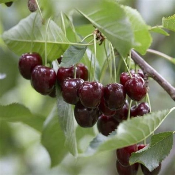 cherry