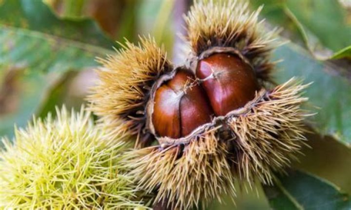 :chestnut: