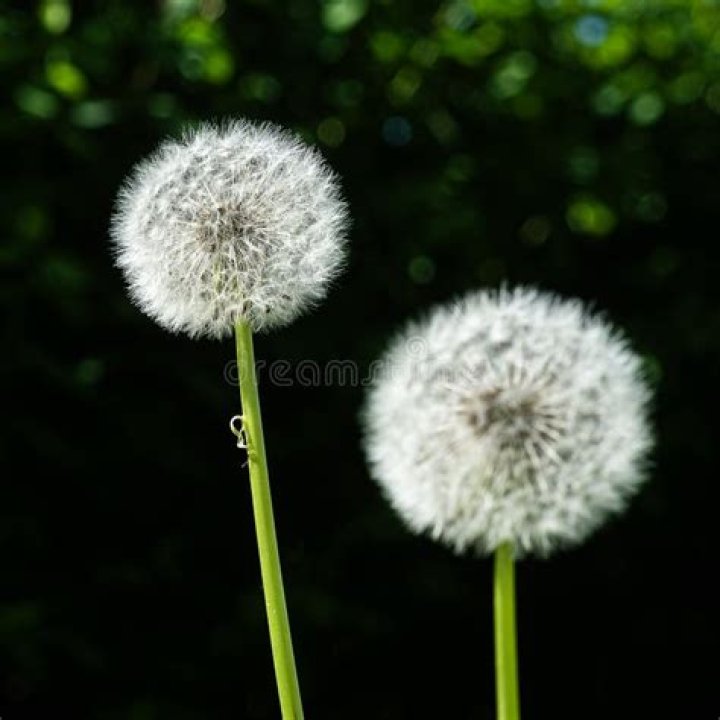 dandilions