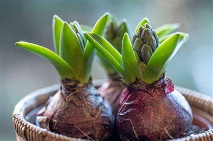 Do Iris flowers have bulbs