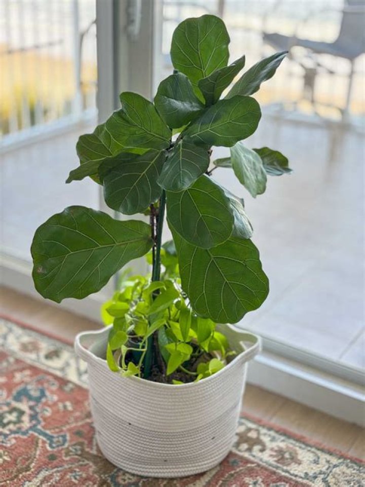 Fiddle leaf fig indoor - How To Discuss