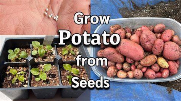 How do potatoes grow in Australia?