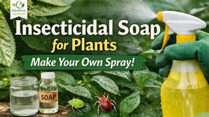 How do you use insecticidal soap on plants