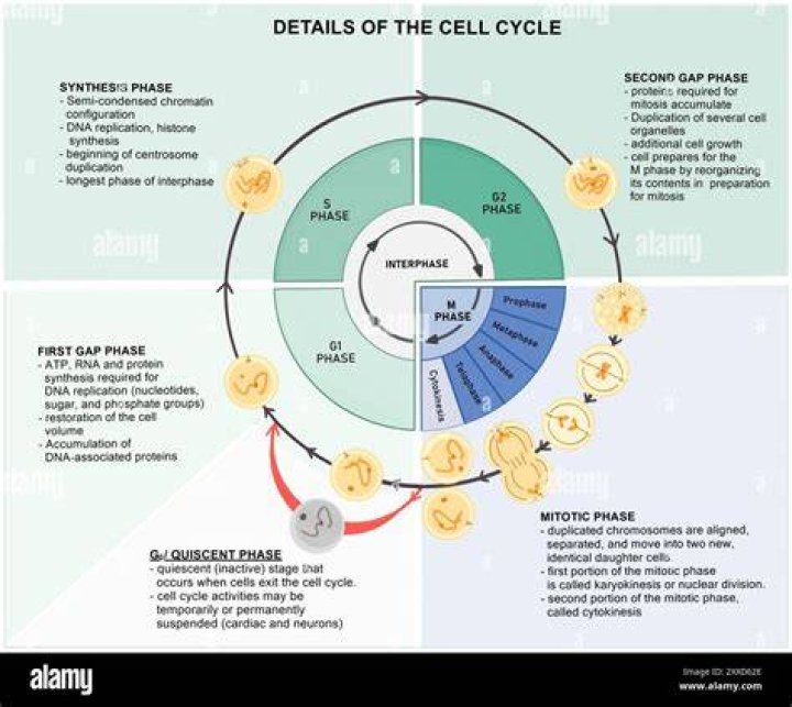 How does the cell cycle prevent cancer