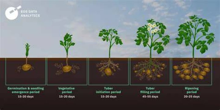 How much did potatoes cost in 2004?