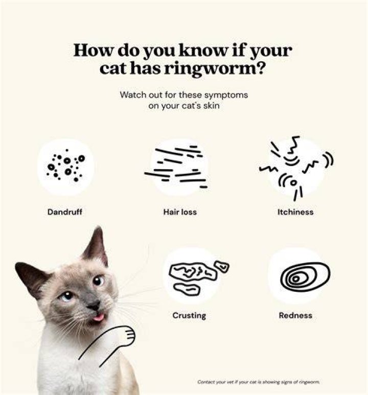 How much is ringworm medicine for cats