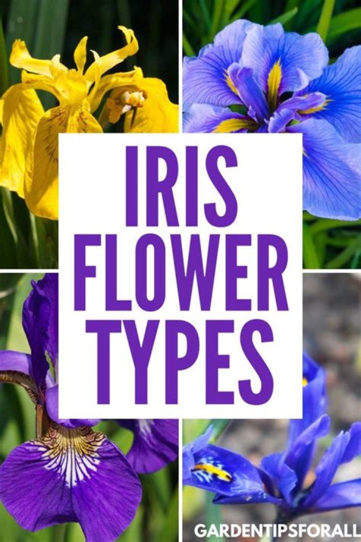 iris flower types