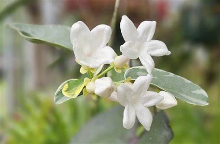 Is stephanotis the same as Jasmine