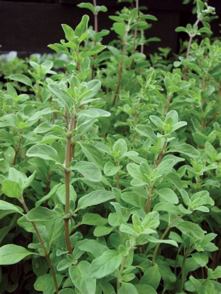 marjoram plant