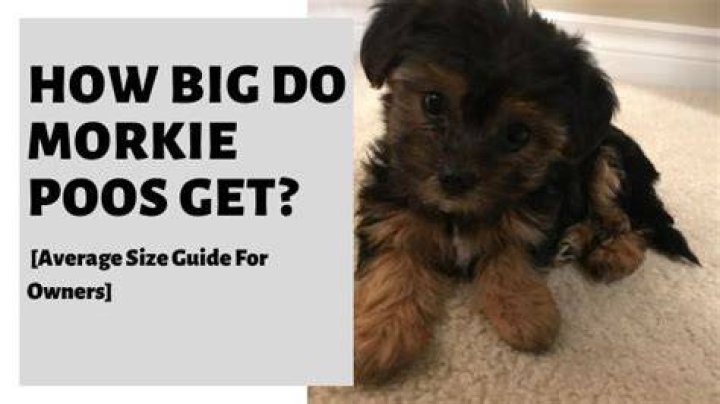 Morkie Size