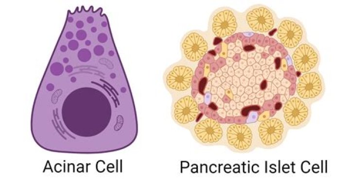 pancreatic cells