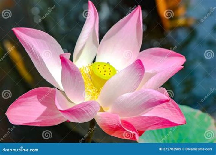 Pink Lotus flower