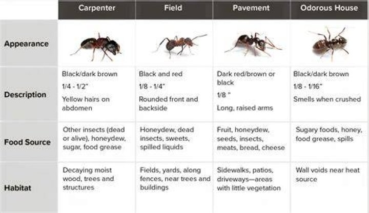 small ants