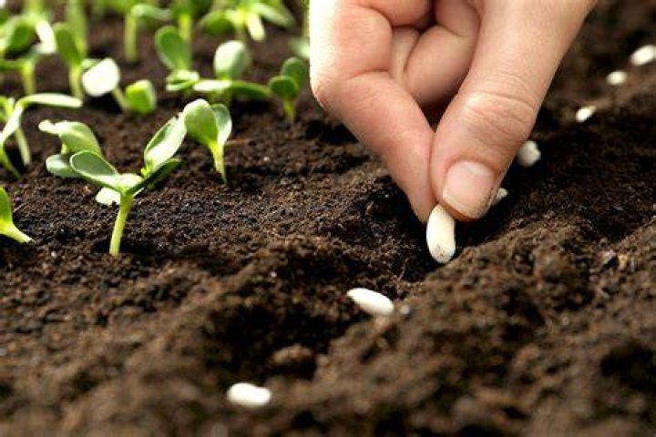 sowing seeds