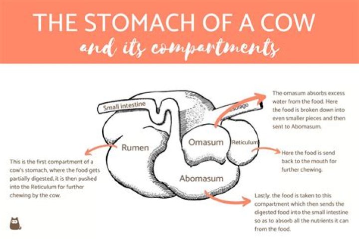Stomachs Does A Cow Have