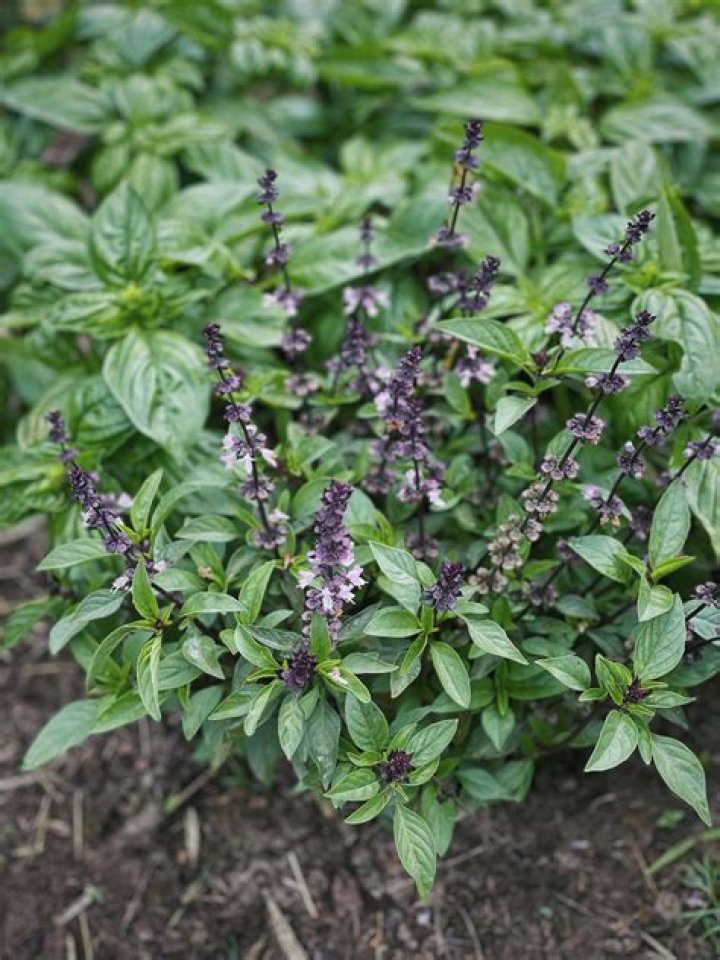 sweet basil plant