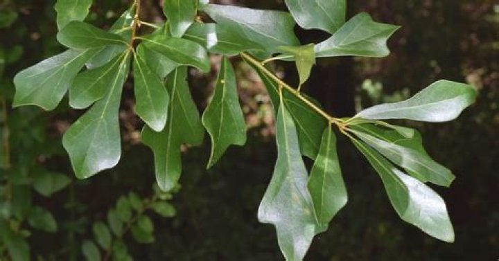 water oak