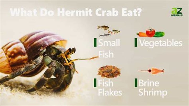 what do hermit crabs eat?