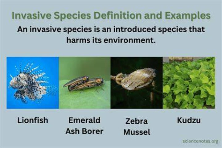 What is a species simple definition