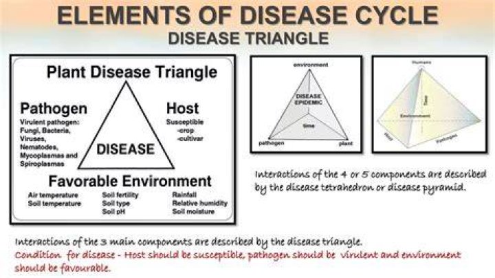 What is disease pyramid