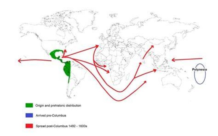 Where did the potato originated?