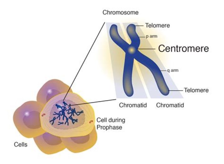 Where is a centromere