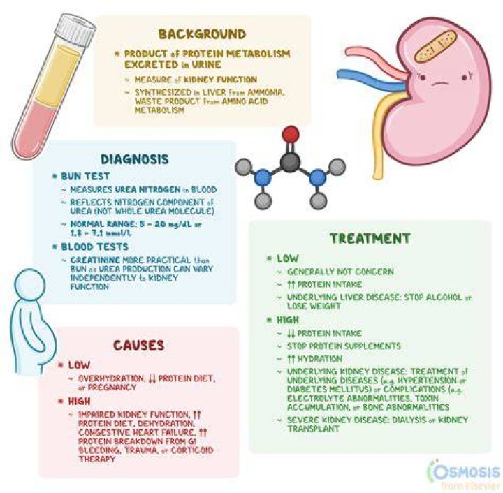 Why is bun high in renal failure